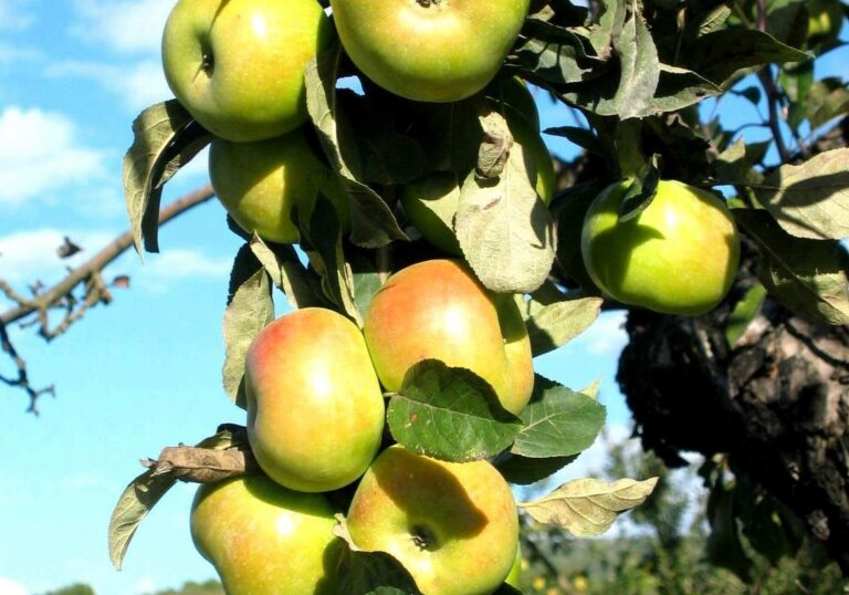 Manzana esperiega